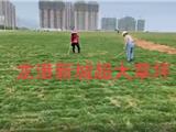 龙港新城这草坪你看了会震惊！