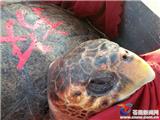 龙港一好心人买下近百公斤蠵龟放归大海