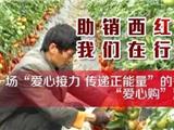 “爱心接力 传递正能量”的番茄“爱心购”——  助销西红柿 龙港网在行动！