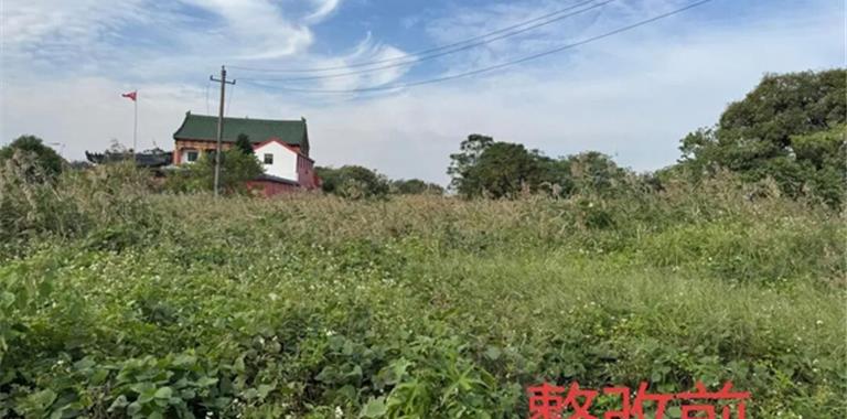 唤醒沉睡的80亩！龙港这片荒地“重启”...