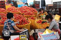 农户们正赶工分拣成熟的西红柿