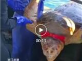 龙港渔民捕获大海龟 船老大将其放生