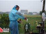 我镇农户晚稻后期管理正忙