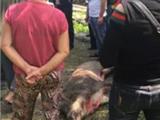 野猪中枪冲下山咬伤老人屁股 村民卖猪换医疗费
