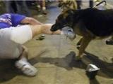 天气热动物躁 温州犬科门诊一个月接诊5000多人