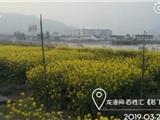 热心网友反映称：龙港外滩有人捕鸟