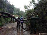 金石公路一树木倒地全线受阻   东海民防紧急出动将其移至路边