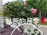 两帅哥伸手折损路边月季，太不该了！