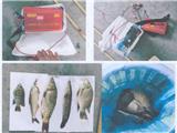 非法“电鱼”是犯罪，龙港4名男子被判刑