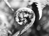 平阳发现恐龙时代植物活化石桫椤