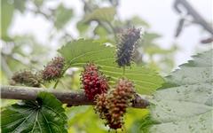 枝头“藏”着春日甜！龙港凤凰岛桑葚熟了