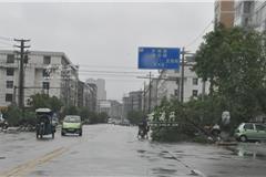 到处积水 树木被吹倒