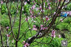 龙港网3月31日讯：碧海蓝天下，春风徐徐里，花红柳绿，草长莺飞。亲们，趁着明媚阳光，让我们和春天来个约会吧！背上行囊，踏春去。