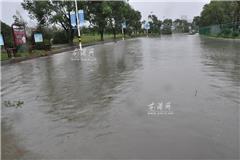 到处积水 树木被吹倒