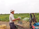 龙港瓜农启动严防台风“海鸥”
