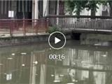 湖前东河漂浮垃圾多 网友问河长人呢？