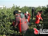 160亩荒置土地再利用，瓯柑大丰收