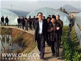 黄德康调研我镇农业示范基地