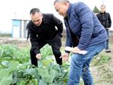 市农业农村局开展节前农产品质量安全及农业生产安全工作督查 