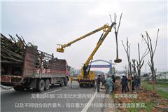 龙网4月22日讯：龙港镇的春季绿化工作全面开展，今天上午，园林工人在世纪大道两侧补种樟树、栾树等树苗，以及不同组合的乔灌木，旨在着力提升和美化世纪大道道路景观。

    记者在世纪大道凤江段看到，园林部门正组织工人吊装树木和栽种树木。园林部门负责人告诉记者，原先世纪大道两侧栽种的大多是10公分樟木，树木较小，景观显得单调。这次补种的樟树都是十五公分的，而且还会补种多个品种的树木花卉，如八月桂、金桂、银桂，还有红花继木球等等。

