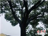 龙港一位村民家里风水不顺 要砍掉这株树 百姓愤怒了！
