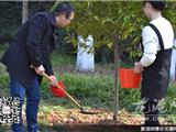 龙港30对情侣共种同心树 情洒江滨公园