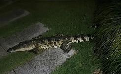 平阳鳌江一小区发现鳄鱼！非常凶，有1米长
